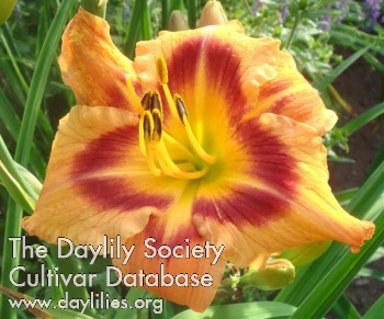 Daylily Gets the Worm